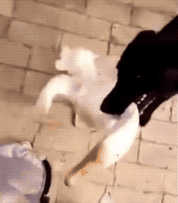新疆沙湾民警养警鹅,称鹅比狗好使.