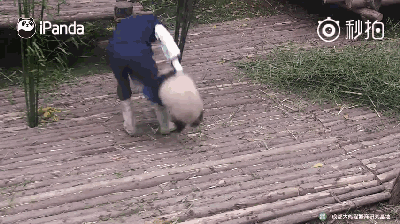 57秒熊猫抱大腿视频发布仅一天播放已破亿