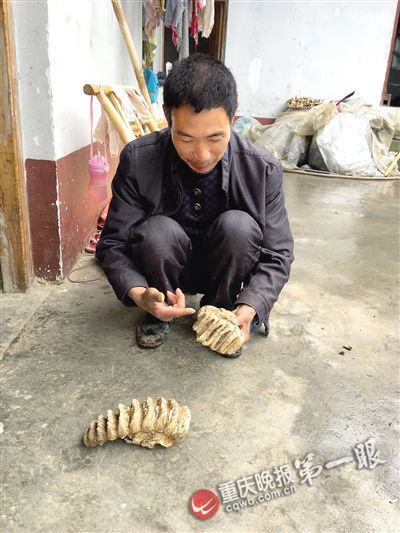 重庆男子整理门前空地 挖出罕见化石(图)