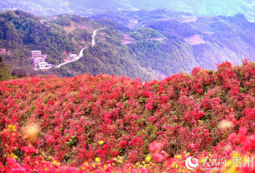 贵州黄平:游客赏花爆满大高山