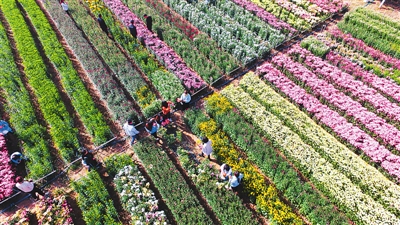 10月30日,在河南省许昌市华育花卉观赏彩菊种植基地,盛开的彩菊让众多