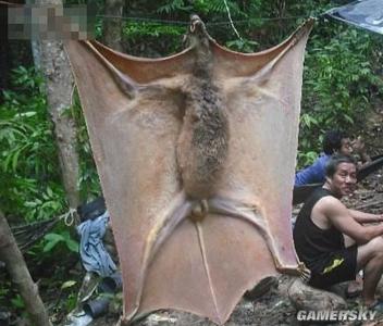 1.5米巨型蝙蝠惊现亚马逊:曾咬死数头牛
