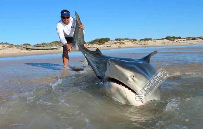 澳垂钓者钓鲨鱼不使用机械设备 4天内徒手钓到10头虎鲨