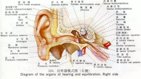 紧闭眼睛时听到的声音其实是由耳朵中的鼓膜张肌所产生的,其主要功能