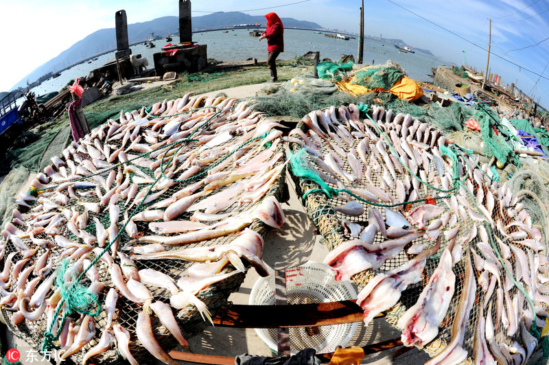 众多渔船纷纷出海捕鱼,沿海归港后的艘艘渔船满载而归,大批新鲜海产品