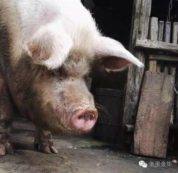 全城人都跑去跟一只猪合影 看图片惊呆了