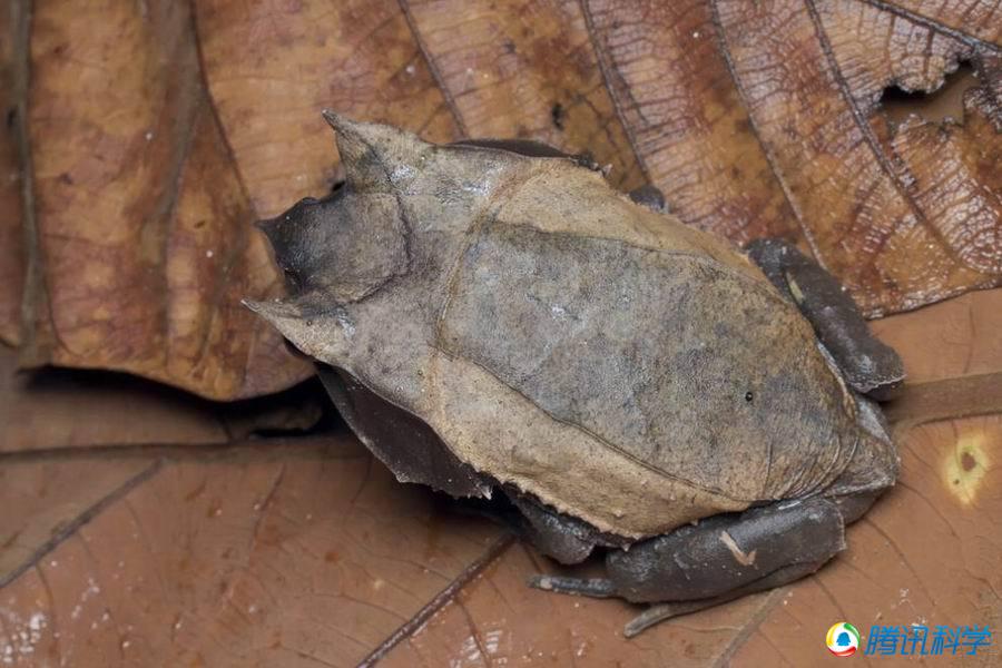 世界上最怪异的15种青蛙 竟有透明的