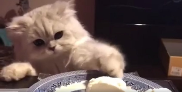 萌猫偷吃蛋糕被拍 治愈60万网友(图)