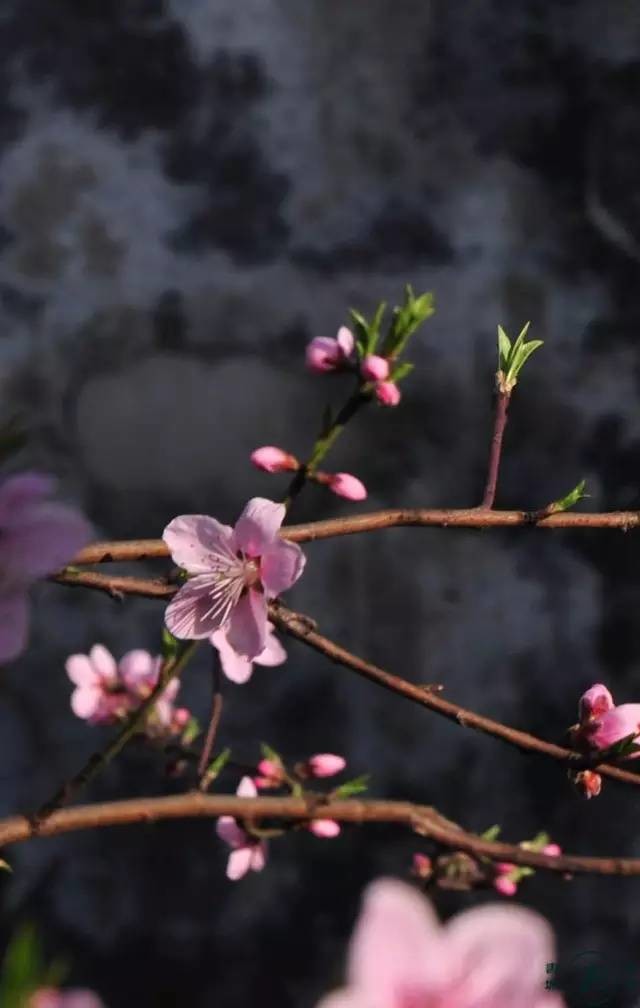 青袍似春草,长条随风舒. 朝登津梁上,褰裳望所思.