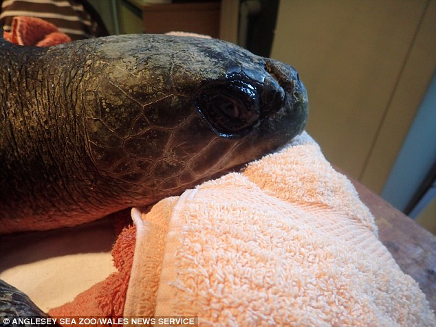 稀有海龟被洋流带到英国 可能来自墨西哥湾