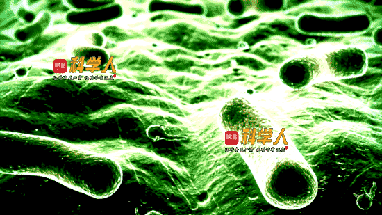 地球生命诞生之谜:所有生命都是细菌后代