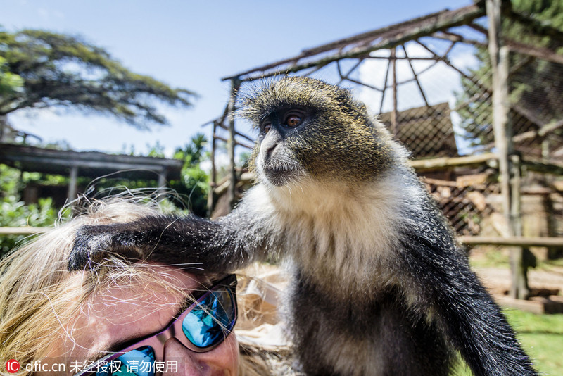 肯小猴抢摄影师相机 撅屁股玩自拍