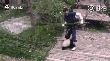 社会 新闻 正文  近日,@ipanda熊猫频道发布了一条熊猫视频,在脸书上