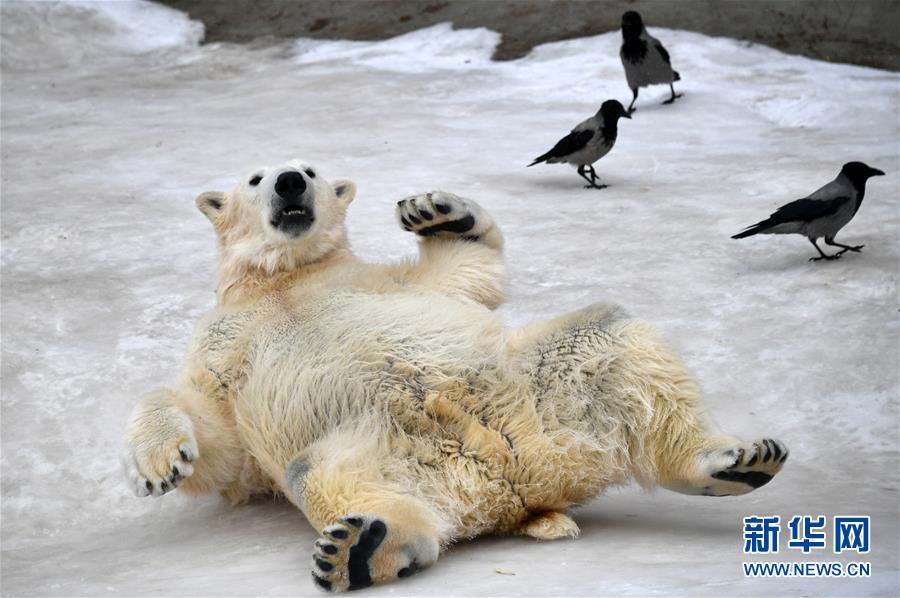 这是2月22日在俄罗斯莫斯科市动物园拍摄的一只憨态可掬的北极熊.