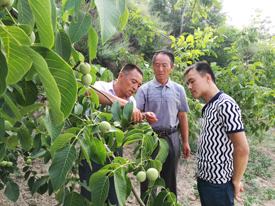 中阳县种植户看长势不错的核桃(图片来源:山西省林业厅)