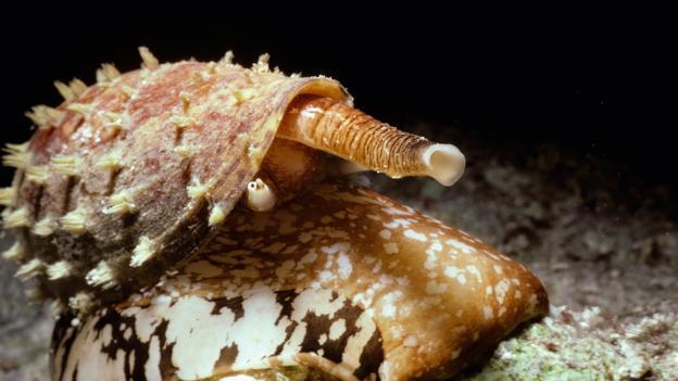 地纹芋螺是一类肉食性海螺.