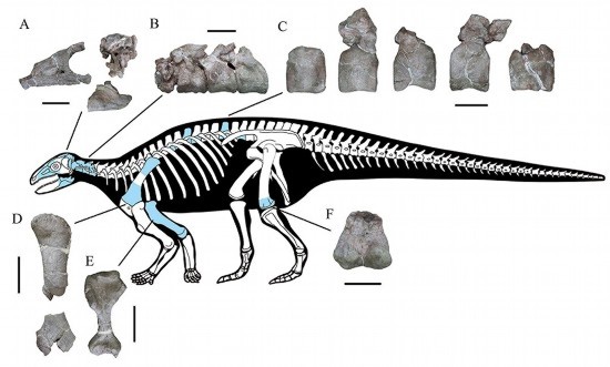 重大发现！侏罗纪早期有甲类恐龙在亚洲首次发现