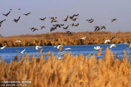 大批天鹅来到甘肃张掖黑河湿地越冬【2】