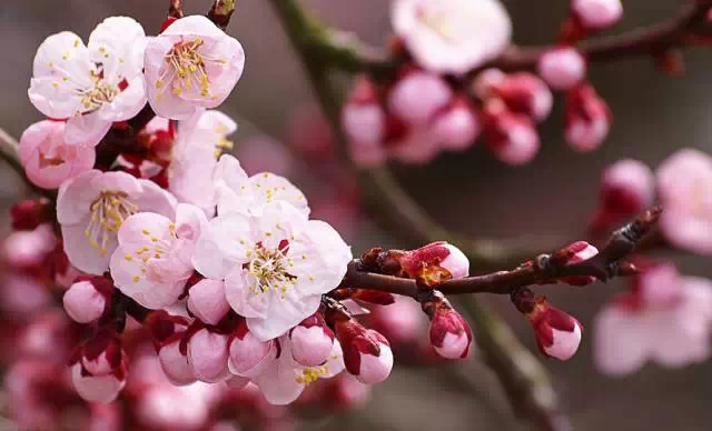 樱花,桃花,杏花,梨花,李花,海棠花你分的清