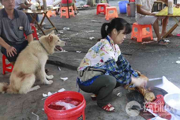 广西玉林狗肉节低调中举行 尽量避免当街杀狗画面